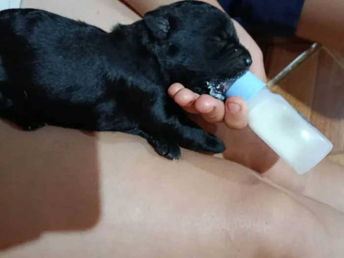 Cachorro ra a SRD-ViraLata idade Abaixo de 2 meses nome Sem nome 