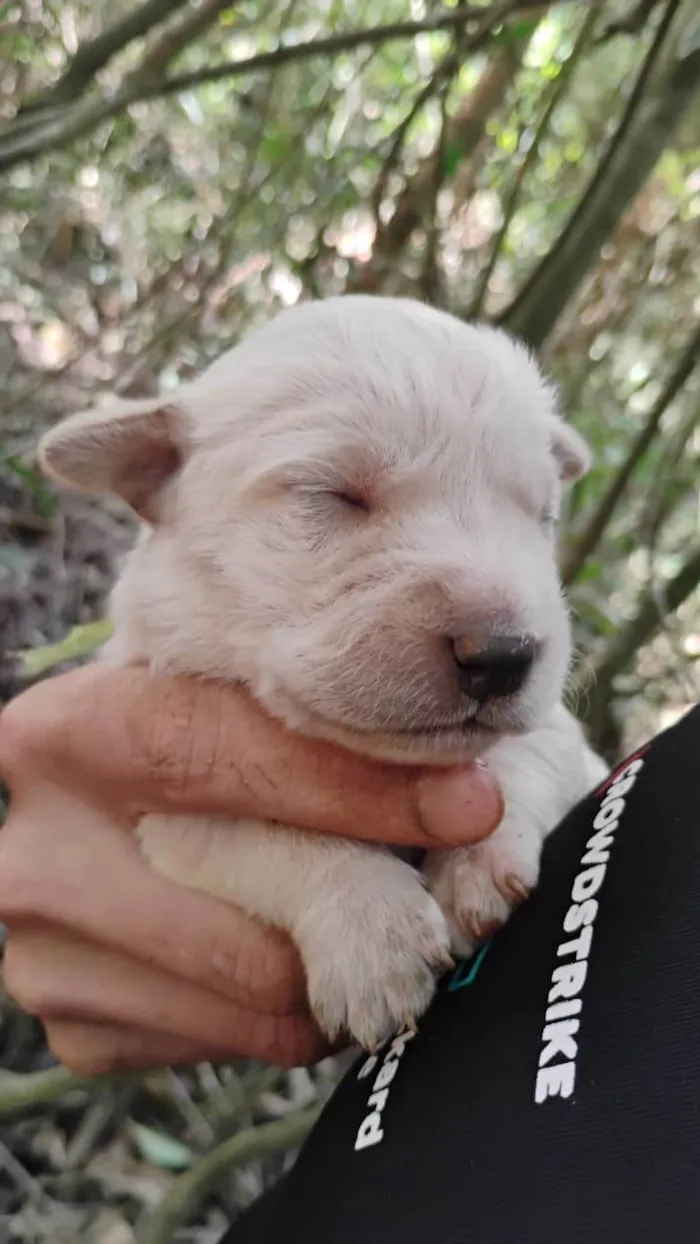 Cachorro ra a SRD-ViraLata idade Abaixo de 2 meses nome Sem nome 