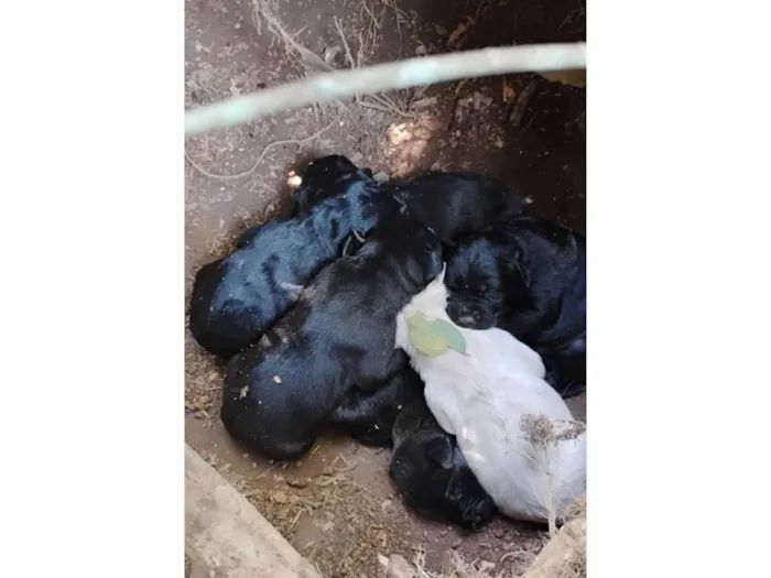 Cachorro ra a SRD-ViraLata idade Abaixo de 2 meses nome Sem nome 