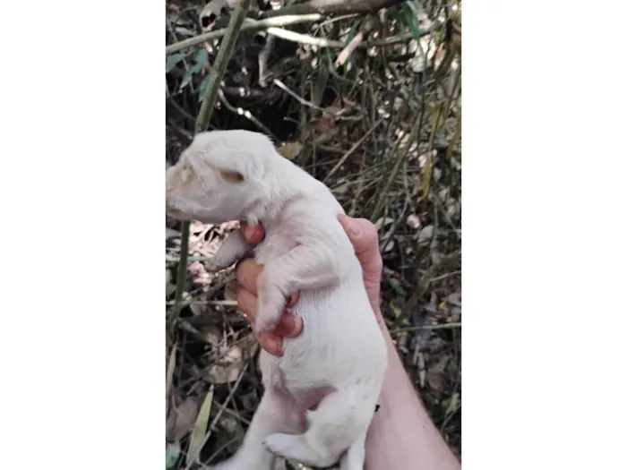 Cachorro ra a SRD-ViraLata idade Abaixo de 2 meses nome Sem nome 