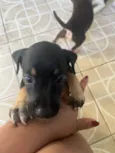 Pretinha
