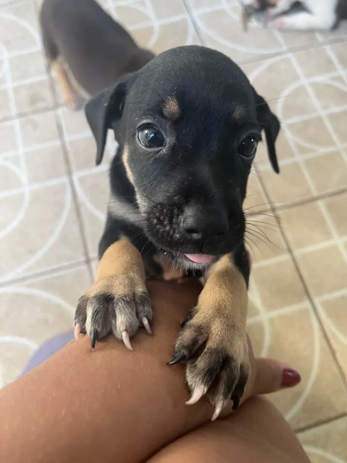 Cachorro ra a SRD-ViraLata idade Abaixo de 2 meses nome Pretinha 