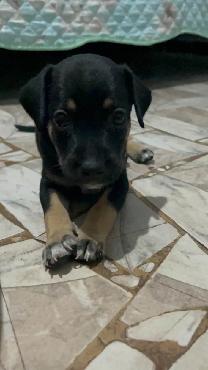 Cachorro ra a SRD-ViraLata idade Abaixo de 2 meses nome Pretinha 