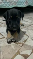 Pretinha