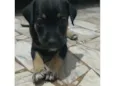 Pretinha