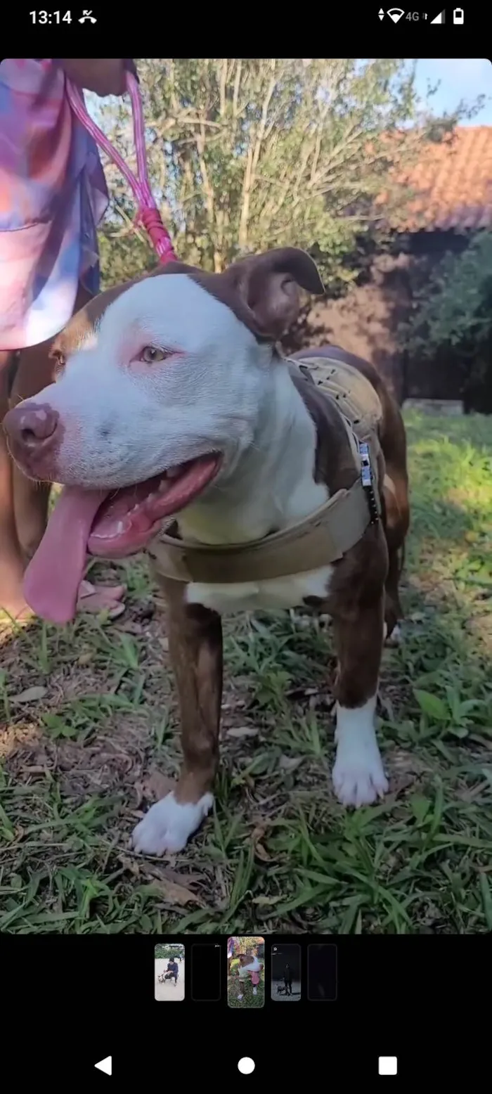 Cachorro ra a Pit-Bull idade 1 ano nome Akira