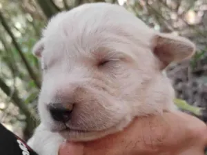 Cachorro raça SRD-ViraLata idade Abaixo de 2 meses nome Sem nome 