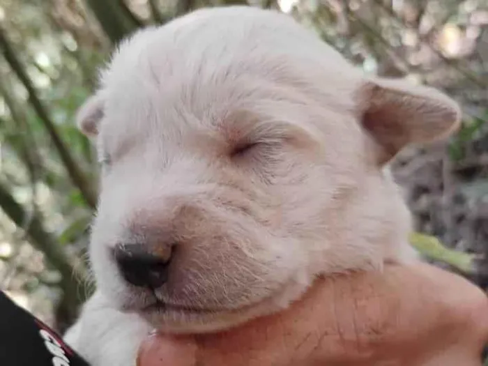 Cachorro ra a SRD-ViraLata idade Abaixo de 2 meses nome Sem nome 