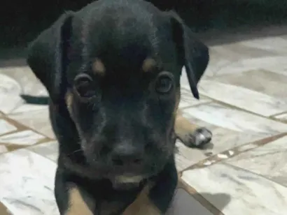 Cachorro raça SRD-ViraLata idade Abaixo de 2 meses nome Pretinha 