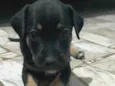 Pretinha