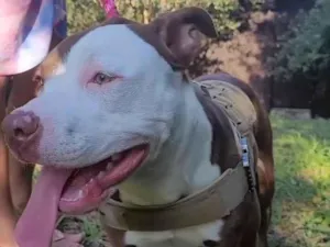 Cachorro raça Pit-Bull idade 1 ano nome Akira