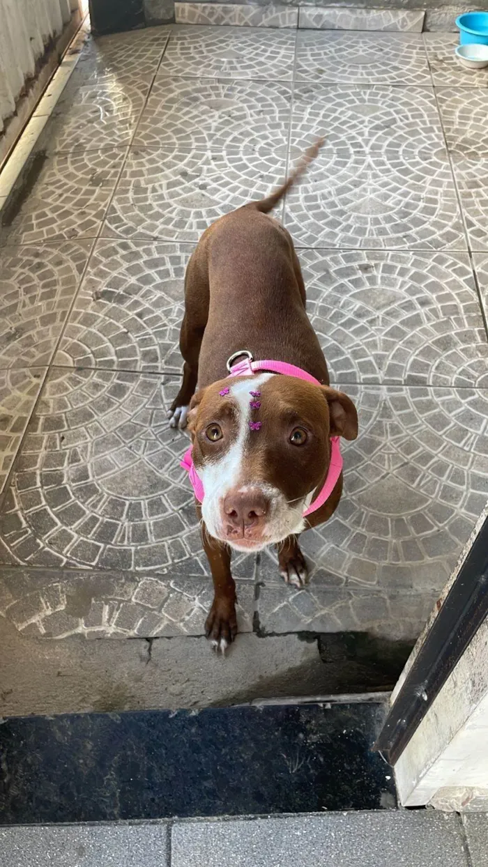 Cachorro ra a SRD-ViraLata idade 7 a 11 meses nome Gabriely Victoria 