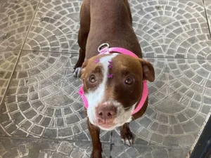 Cachorro raça SRD-ViraLata idade 7 a 11 meses nome Gabriely Victoria 