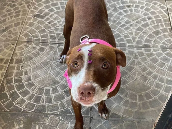Cachorro ra a SRD-ViraLata idade 7 a 11 meses nome Gabriely Victoria 