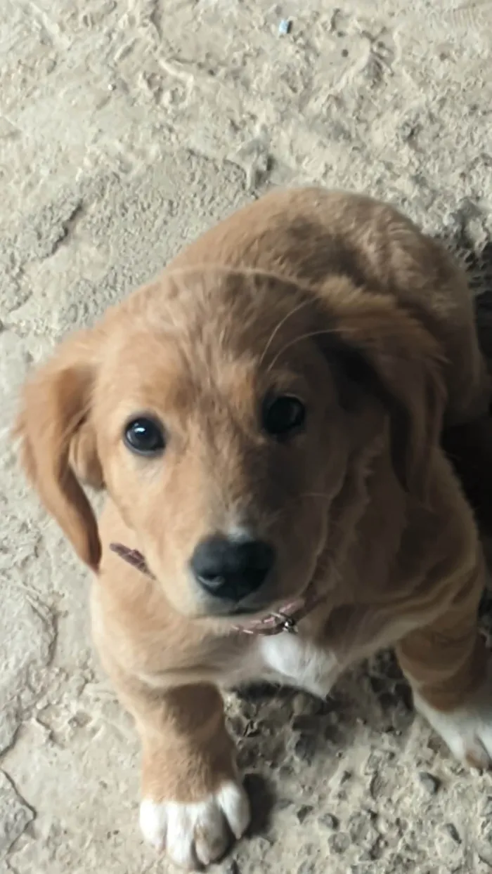 Cachorro ra a SRD-ViraLata idade 7 a 11 meses nome  Luna procura um lar cheio de amor! ??