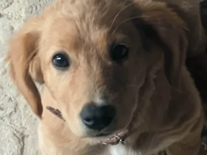 Cachorro raça SRD-ViraLata idade 7 a 11 meses nome  Luna procura um lar cheio de amor! ??