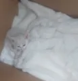 Alberto