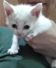 Alberto