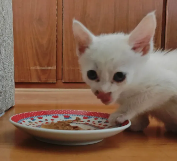 Gato ra a SRD-ViraLata idade 2 a 6 meses nome Alberto 