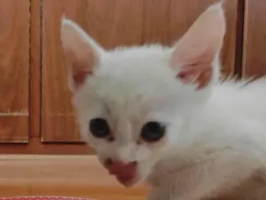 Gato raça SRD-ViraLata idade 2 a 6 meses nome Alberto 