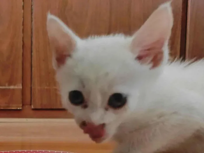 Gato ra a SRD-ViraLata idade 2 a 6 meses nome Alberto 