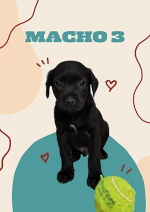 Cachorro raça SRD-ViraLata idade Abaixo de 2 meses nome Bebe