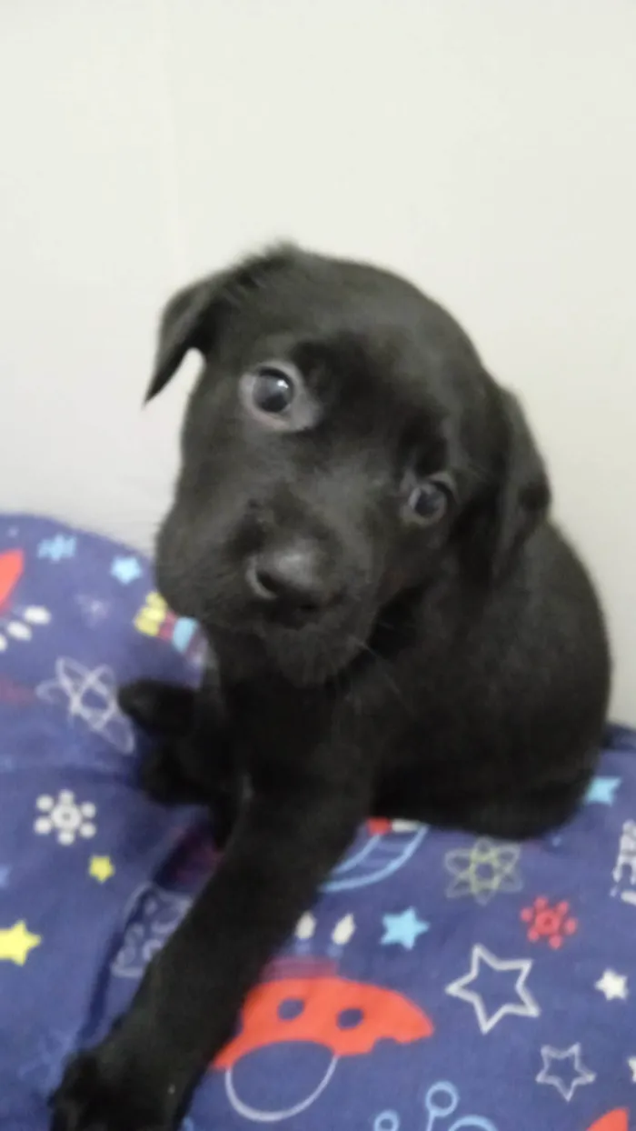 Cachorro ra a SRD-ViraLata idade Abaixo de 2 meses nome Bebe