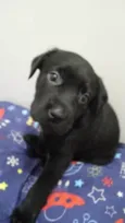 Bebe