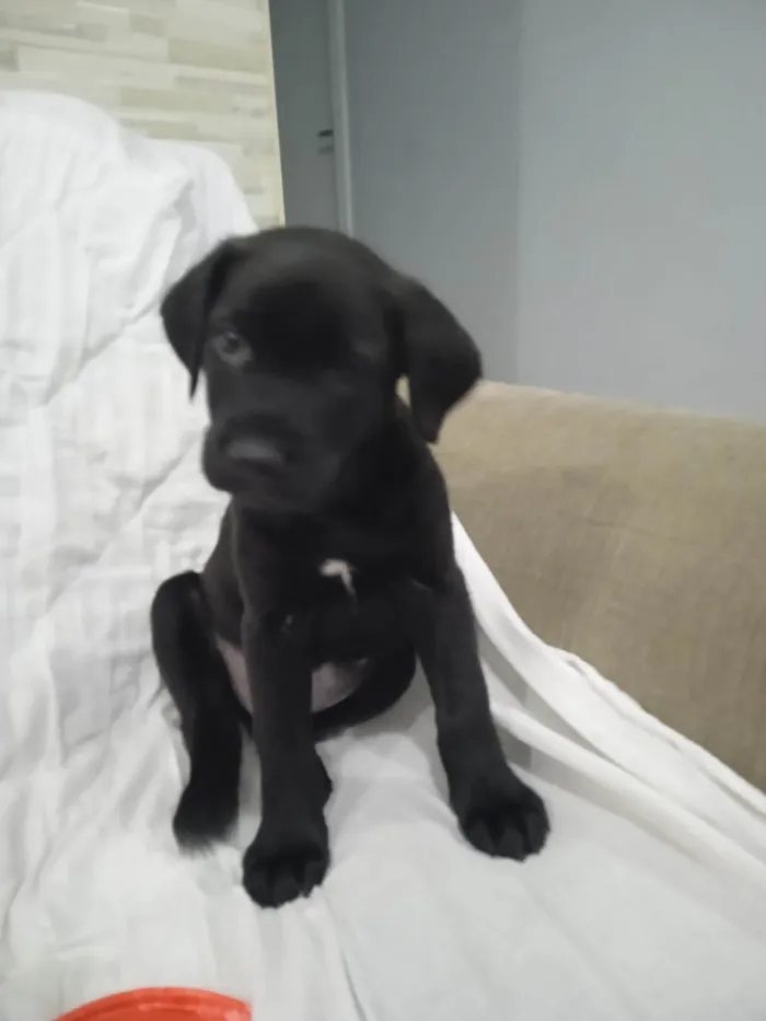 Cachorro ra a SRD-ViraLata idade Abaixo de 2 meses nome Bebe