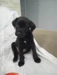 Bebe