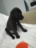 Bebe