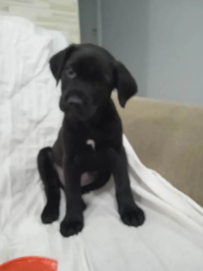 Cachorro ra a SRD-ViraLata idade Abaixo de 2 meses nome Bebe