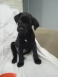 Bebe