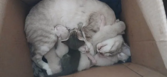 Gato ra a SRD-ViraLata idade 2 anos nome Snow