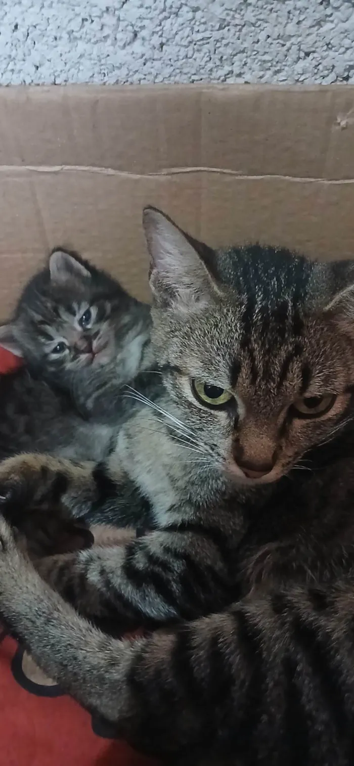 Gato ra a SRD-ViraLata idade 2 anos nome Faísca 