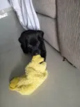 Bebe