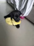 Bebe