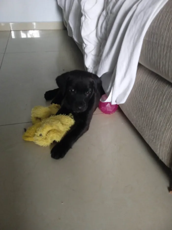 Cachorro ra a SRD-ViraLata idade Abaixo de 2 meses nome Bebe