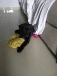 Bebe