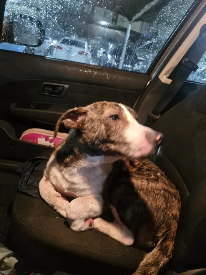 Cachorro ra a SRD-ViraLata idade 3 anos nome Sem nome