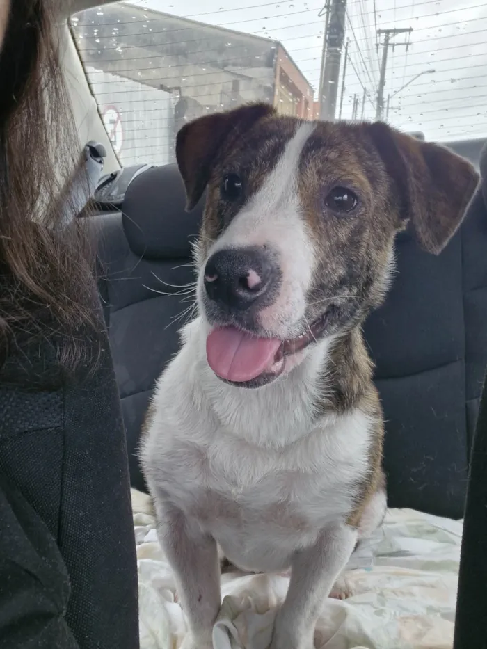 Cachorro ra a SRD-ViraLata idade 3 anos nome Sem nome