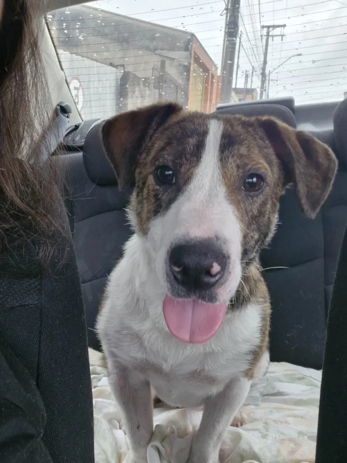 Cachorro ra a SRD-ViraLata idade 3 anos nome Sem nome