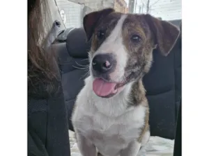 Cachorro raça SRD-ViraLata idade 3 anos nome Sem nome