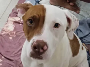 Cachorro raça Pit-Bull idade 7 a 11 meses nome Thor 