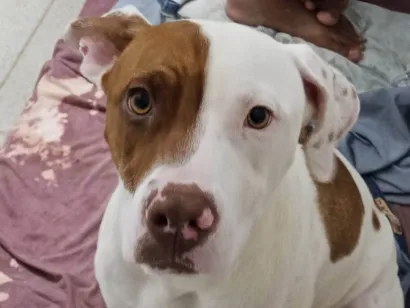 Cachorro raça Pit-Bull idade 7 a 11 meses nome Thor 