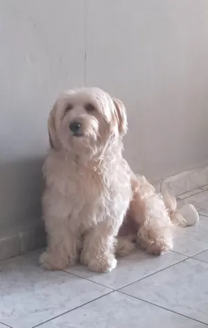Cachorro raça SRD-ViraLata idade 3 anos nome Luigi