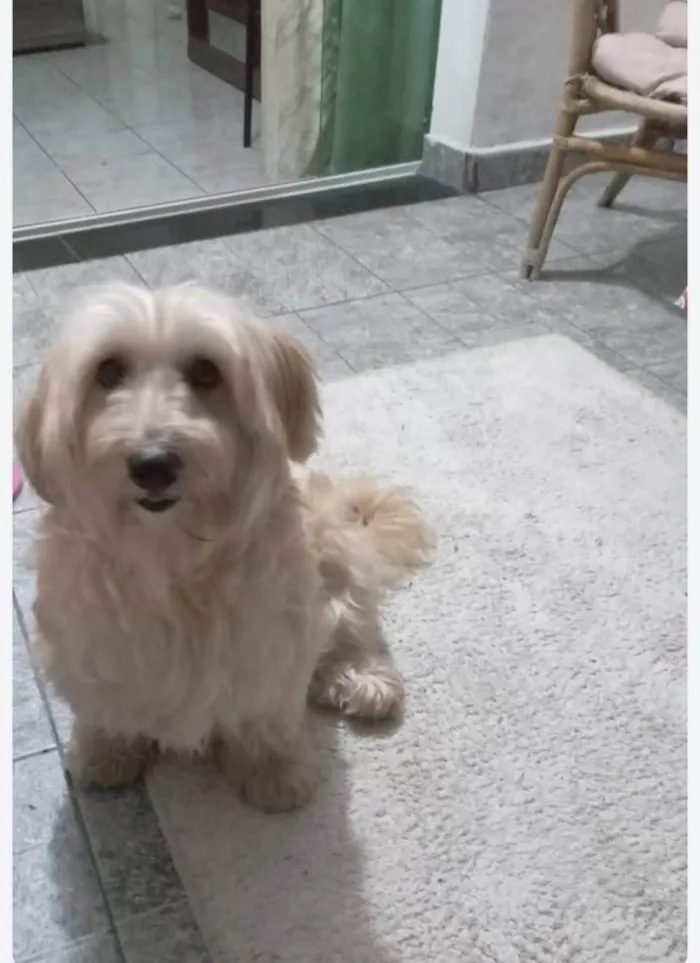 Cachorro ra a SRD-ViraLata idade 3 anos nome Luigi