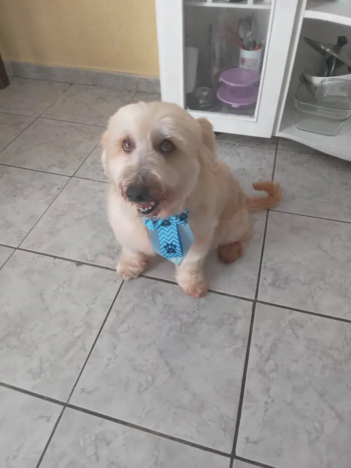 Cachorro ra a SRD-ViraLata idade 3 anos nome Luigi