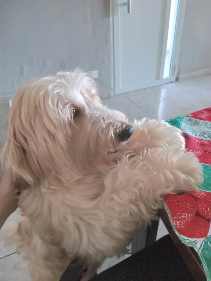Cachorro ra a SRD-ViraLata idade 3 anos nome Luigi