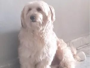 Cachorro raça SRD-ViraLata idade 3 anos nome Luigi